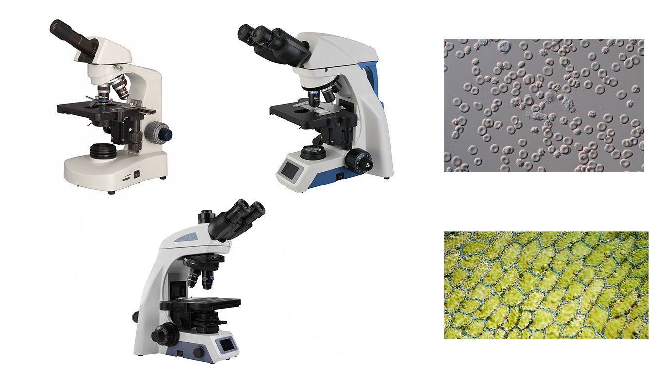 1. Microscopium biologicum