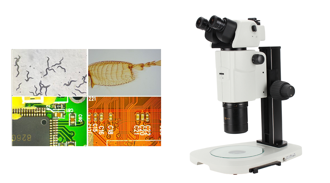 2. Stereo Microscopium