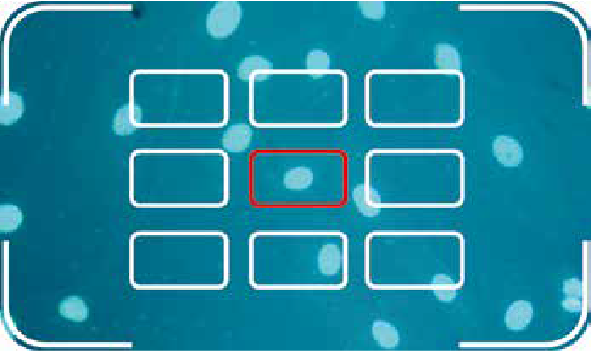 Auto Focus
