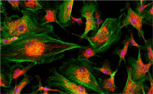 Application Fluorescence