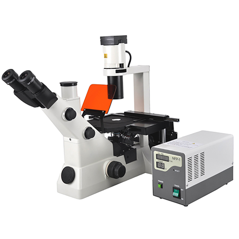 Microscope biologique fluorescent inversé BS-7020