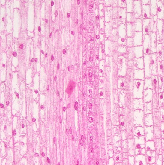 Échantillon d'appareil photo numérique pour microscope BWHC3-4K1