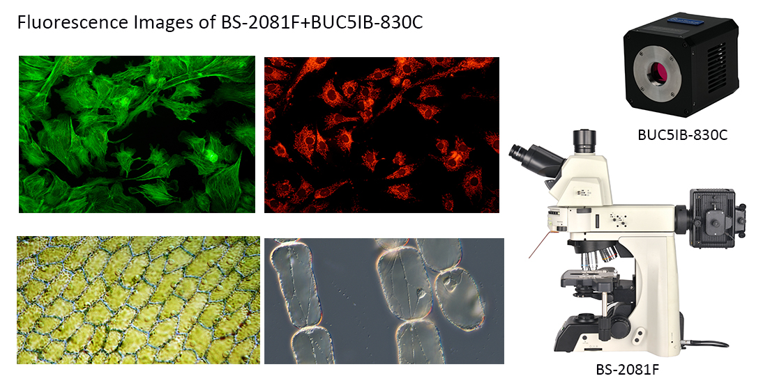 Fluorescens Imagines BS-2081F+BUC5IB-830C