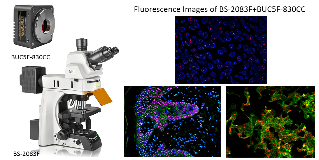 Fluorescensbilder av BS-2083F+BUC5F-830CC