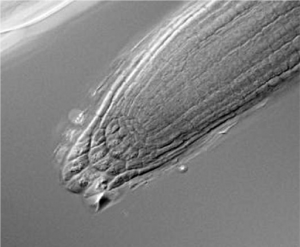Sample Arabidopsis roots