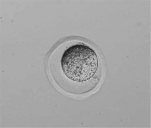 Sample Mouse fertilized egg