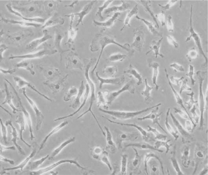 Sample Normal rat kidney cells