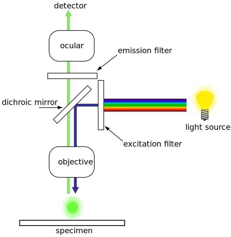 princíp fluorescenčného mikroskopu
