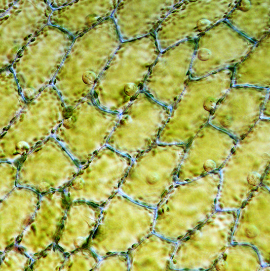Ferns Tissues
